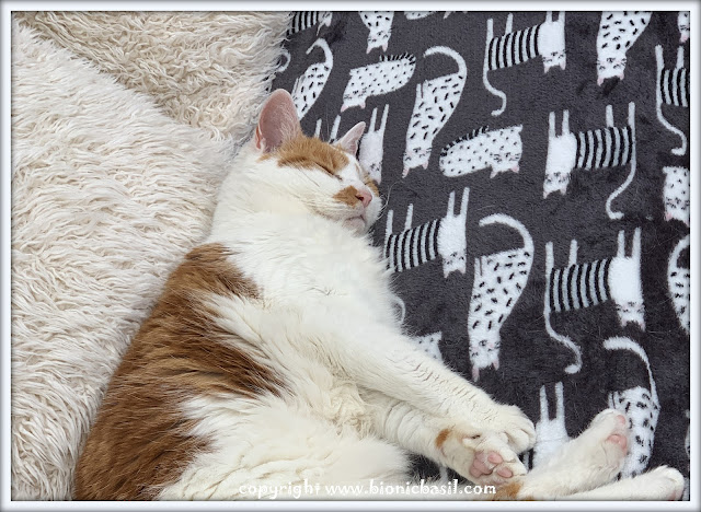 Amber's Book Reviews #317 ©BionicBasil® Snoozing In The Catservatory Warms