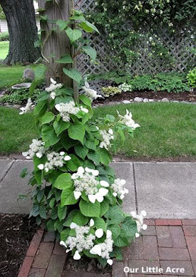 Hydrangea anomala care and culture