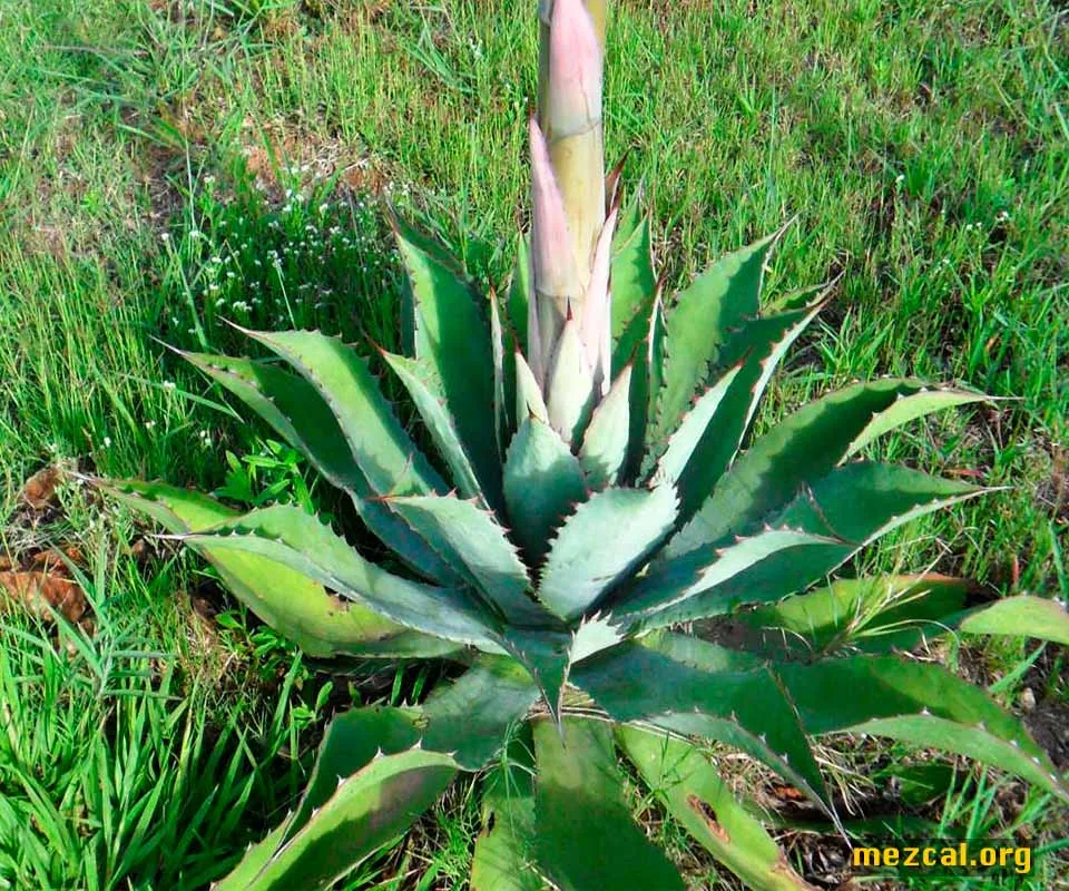 Maguey Tobalá con escapo floral. Agave potatorum Zucc.,Quiote,Ejutla,Oaxaca,Maguey,Tobalá