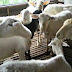 Wakaf Ternak Produktif Budidaya Domba, Kambing Jawa dan Etawa Ai-Birru Farm