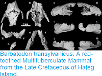 http://sciencythoughts.blogspot.co.uk/2015/07/barbatodon-transylvanicus-red-toothed.html