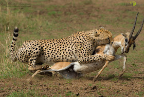 Masai Mara National Park Wild Animals Leopard Hunting