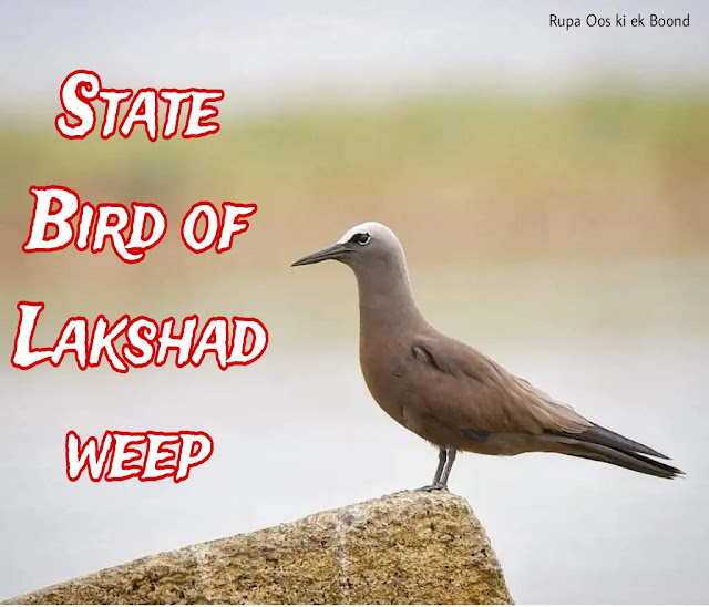 लक्षद्वीप का राज्य पक्षी (State Bird of Lakshadweep || ब्राउन नोडी (एनस स्टोलिडस) || Brown Noddy ||