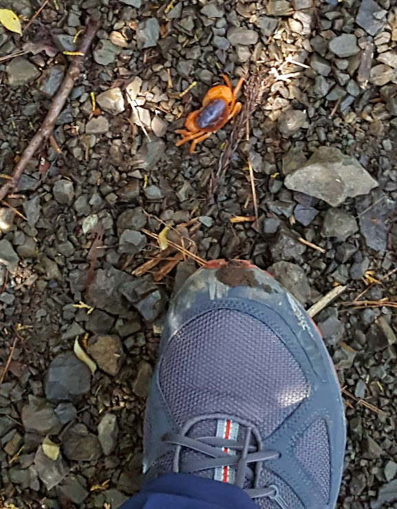From Takahara to Chikatsuyu–Day 2 of the Kumano Kodo Nakahechi hike