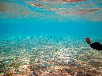 Paket Snorkleing Gili Nanggu