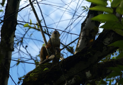 Costa Rica - Oso Peninsula