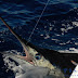 Cabo San Lucas Fishing Report December 19 - 24, 2015