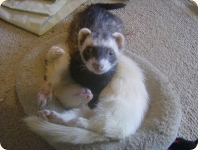 FashonableFerrets 017