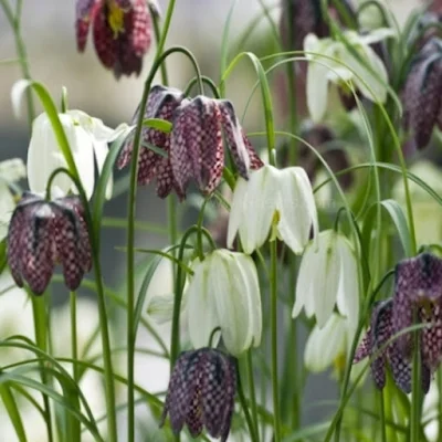 Fritillaria Fritillaria