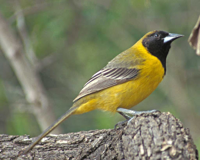 Audubon Oriole Bird