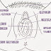 Anatomía sexual femenina (I)