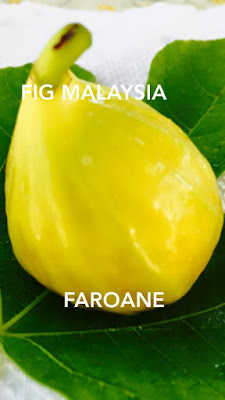 pokok tin malaysia Faroane