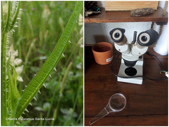 Detalle de una hoja de cardo y lupa binocular - Chacra Educativa Santa Lucía