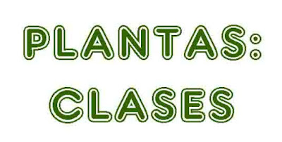 https://cplosangeles.educarex.es/web/quinto_curso/naturales_5/plantas_clasificacion_5/plantas_clasificacion_5.html