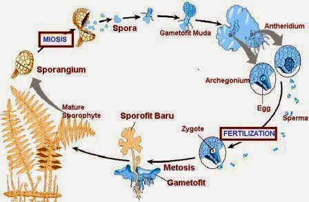 Metagenesis Tumbuhan Paku dan Lumut  Artikelsiana