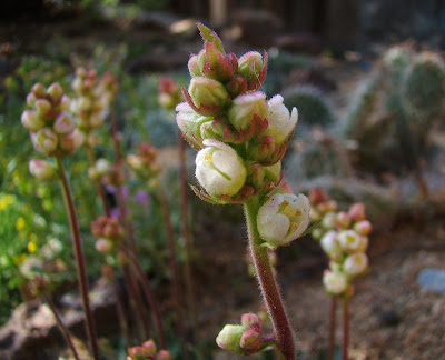 Heuchera cylindrica - Roundleaf alumroot - Poker alumroot care