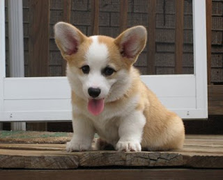 Welsh Corgi Cute Puppies