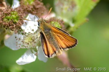 2015-07-09 Copse Wood 002