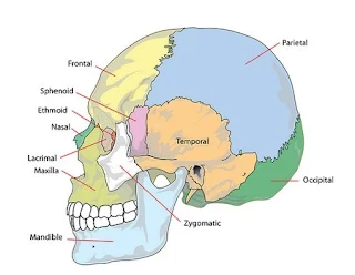 diagram of the skull and TMJ