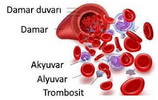 Tam kan sayımı