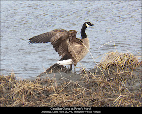 Canadian Goose