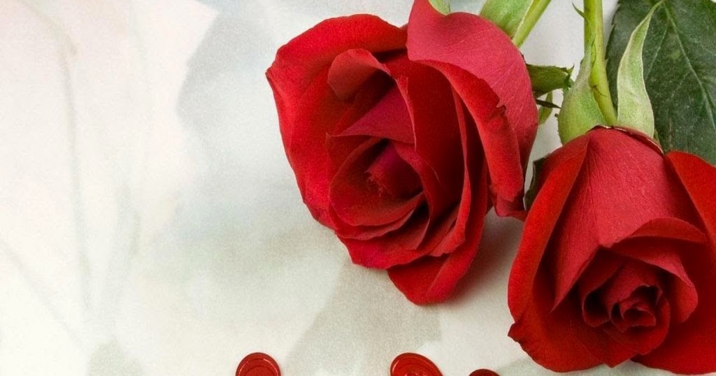 20 Gambar Foto Bunga Mawar Merah ~ Sealkazz Blog