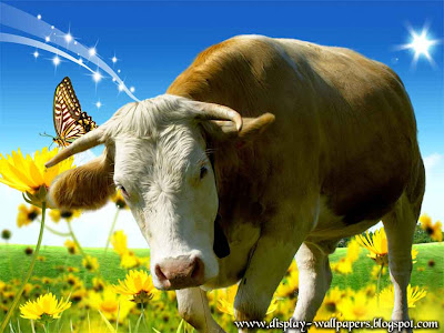 Cow Latest Wallpapers 2013