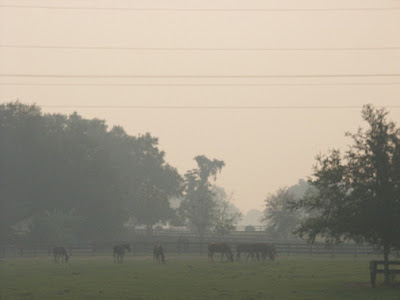 thoroughbred farm