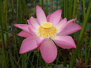 Pink Lotus Flower (lotus flower)