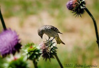 Click for Larger Image of Female Finch on Thistle