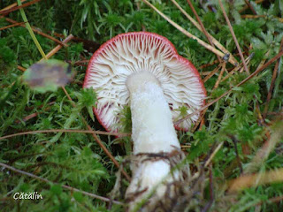 Russula paludosa DSC126522