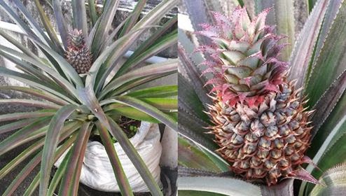 Pineapple Harvesting Organic micro farm and vegetable terrace garden Growing 