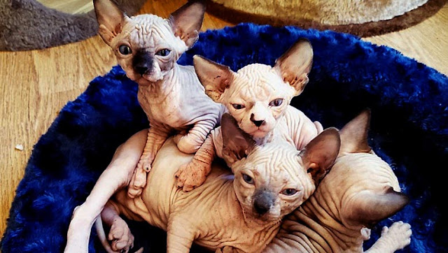 Origin Diseases of the Sphynx cat breed