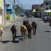 TAVITO SE HACE DE LA VISTA GORDA: BARAHONA: Chóferes que cubren la ruta Barahona -Santo Domingo denuncian animales son peligro en esa vía