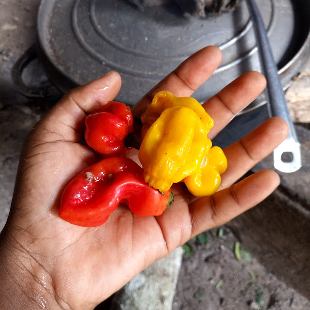 Eru Recipe cameroon cameroun bamenda yaounde buea douala pepper