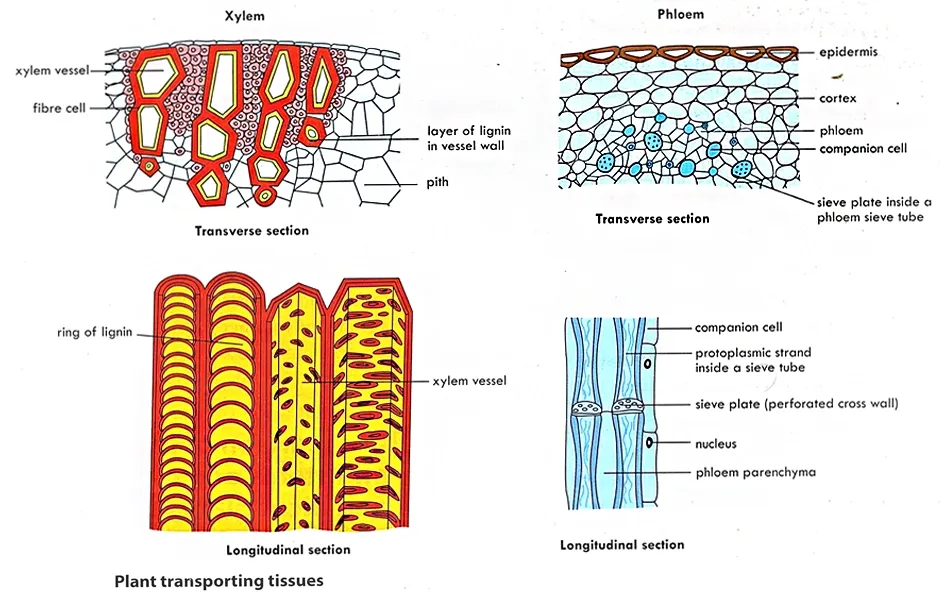 Xylem and Phloem tissues of Plant