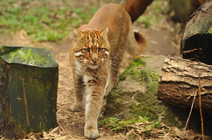 Di Mana Habitat Kucing  Emas Belajar Sampai Mati