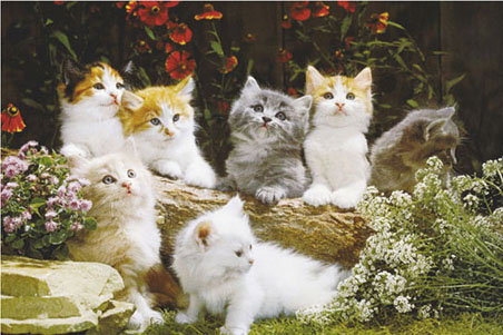 cute kitten wallpaper. wallpaper. images of cats