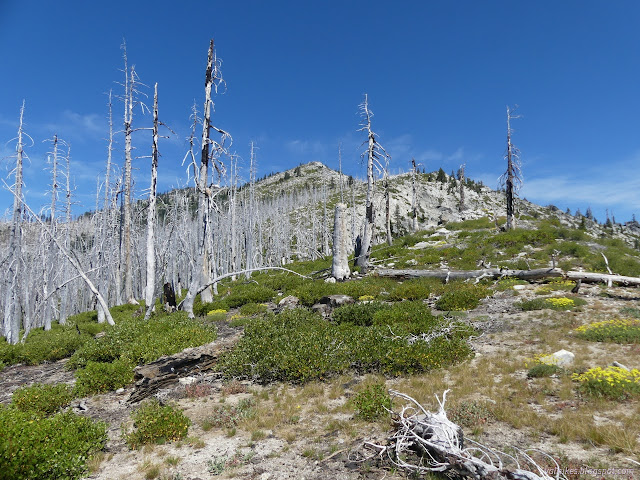 121: tree edge and peaks