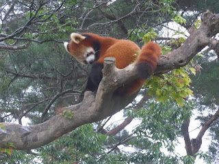 仙台旅行　八木山動物公園　レッサーパンダ