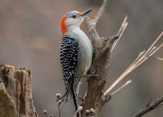 Woodpeckers are used by creationists as examples of design. Secular scientists tacitly agree, using their brain cushioning for sports applications.