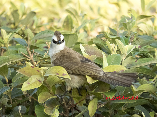 Yellow Vented Bulbul