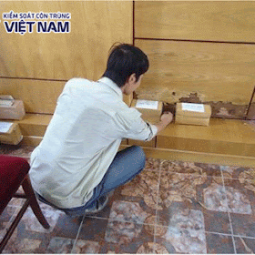 Đi tìm dịch vụ diệt mối tận gốc tại Phương Liệt tốt