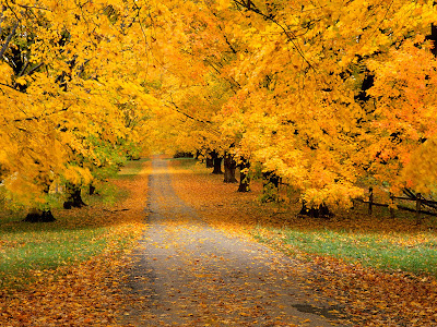 Autumn Wallpaper HD Widescreen Desktop