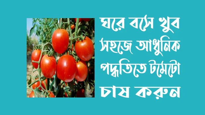 ঘরে বসে আধুনিক পদ্ধতিতে টমেটো চাষ করুন