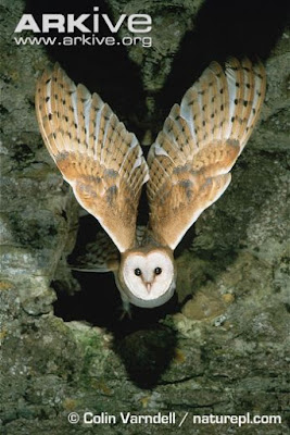 Common barn Owl