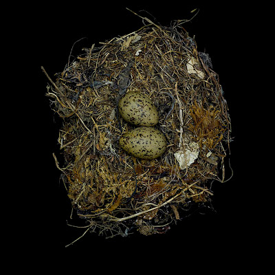 Birds Nests Photography by Sharon Beals Seen On www.coolpicturegallery.us