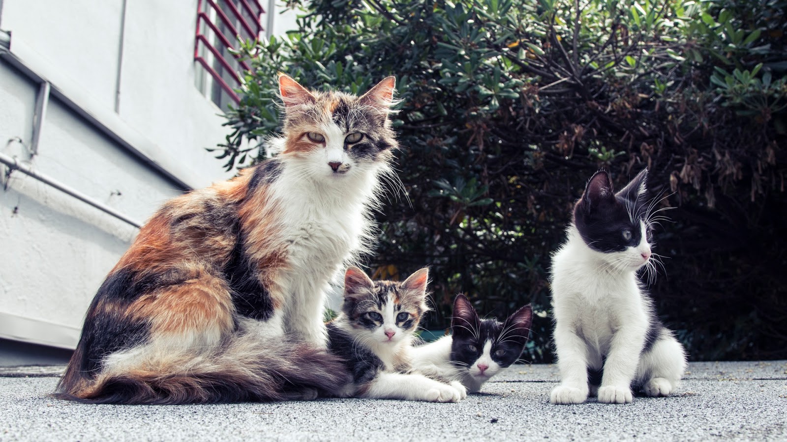 Kumpulan Foto Kucing Lucu Dan Imut Menggemaskan HD Foto Dan