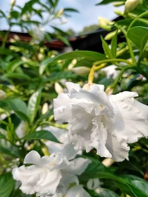 Jazmín crepé - Tabernaemontana divaricata