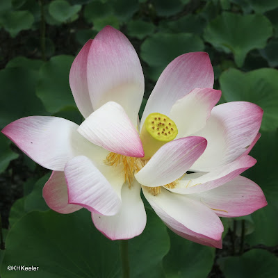 lotus Nelumbo nucifera